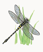National Trust Management of National Nature Reserve